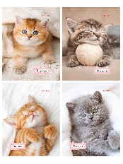 БЛОКНОТ А6 24л. МИЛЫЕ КОТЯТА-1 (Б24-7168) ассорти, на скрепке, цвет.мелов.обл, блок-офсет