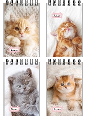 Блокнот А7 40л. на гребне МАЛЕНЬКИЕ КОТЯТА - 1 (Б40-6384) обл.-мел.кар, бл-офс,в клетку