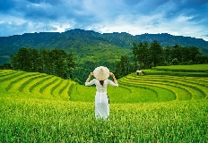 C-105052 Рисовые поля во Вьетнаме, 1000 деталей Castor Land